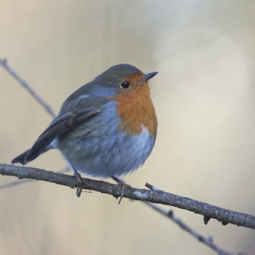 rouge gorge_20260103_a